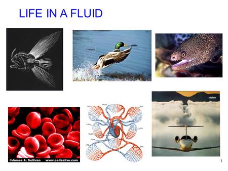 1 LIFE IN A FLUID. 2  web notes: lect1.ppt density.pdf pressure1.pdf pressure2.pdf pressure3.pdf.