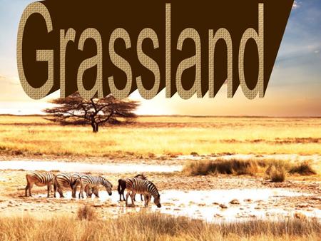 There are two type of Grasslands, Temperate Grassland and Tropical Grassland. The diffreience of Temperate Grassland and Tropical Grassland is that Temperate.