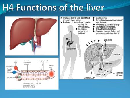 H4 Functions of the liver