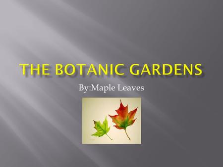 The Botanic GardenS By:Maple Leaves.