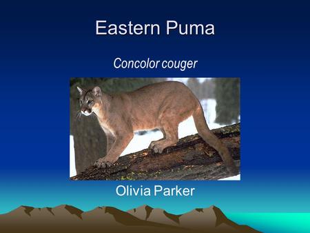 Eastern Puma Concolor couger Olivia Parker. Description The Eastern Puma Concolor couger is tan with a lean body shape They purr unlike all other big.