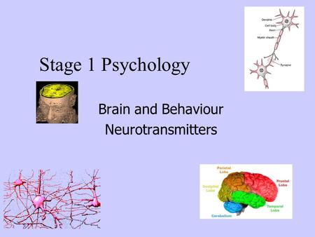 Brain and Behaviour Neurotransmitters