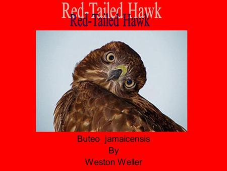 Red-Tailed Hawk Buteo jamaicensis By Weston Weller.