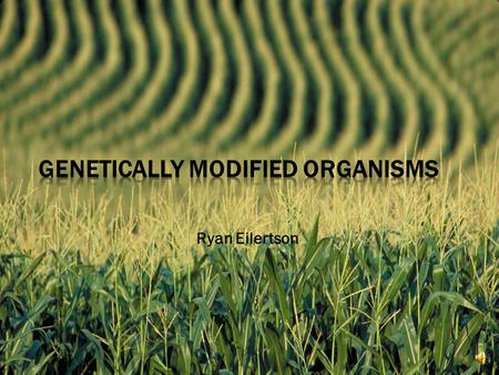 Ryan Eilertson  Genetically Modified Organisms  What Does This Mean?  Specifically Corn.