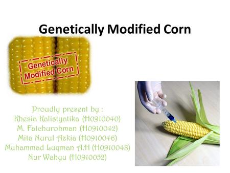 Genetically Modified Corn Proudly present by : Khesia Kalistyatika (H0910040) M. Fatchurohman (H0910042) Mita Nurul Azkia (H0910046) Muhammad Luqman A.H.