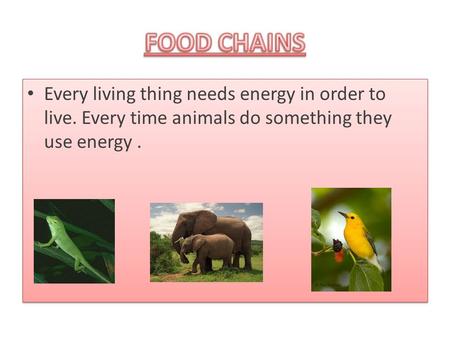 FOOD CHAINS Every living thing needs energy in order to live. Every time animals do something they use energy .