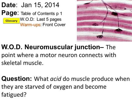 Warm-ups Date: Jan 15, 2014 Page: Table of Contents p 1 W.O.D: Last 5 pages Warm-ups: Front Cover W.O.D. Neuromuscular junction– The point where a motor.