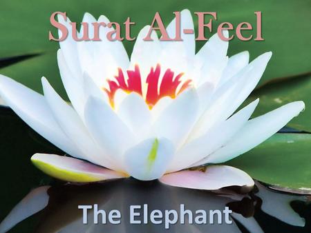 Surat Al-Feel The Elephant. أَلَمْ تَرَ كَيْفَ فَعَلَ رَبُّكَ بِأَصْحَابِ الْفِيلِ (1) 1. Have you (O Muhammad (  )) not seen how your Lord dealt with.