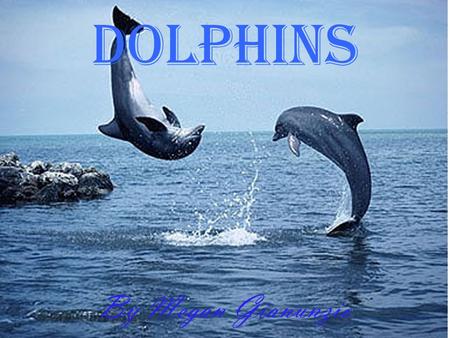 Dolphins By Megan Gianunzio.