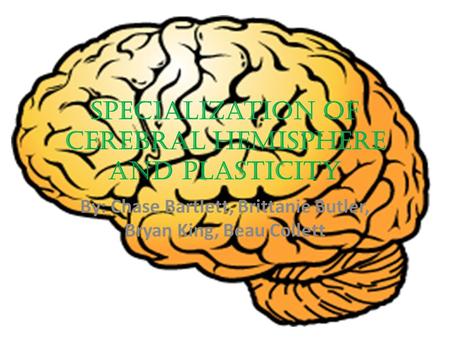 Specialization of Cerebral Hemisphere and Plasticity By: Chase Bartlett, Brittanie Butler, Bryan King, Beau Collett.