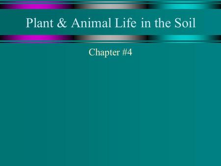 Plant & Animal Life in the Soil Chapter #4. What kinds of plants and animals live in the soil? 1) Bacteria: most numerous and important u single celled.
