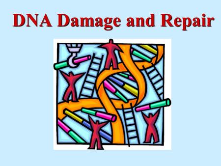 DNA Damage and Repair. = ??? It is well-known that DNA can be damaged by radiation. However, DNA is routinely damaged by oxidative stress of normal cellular.