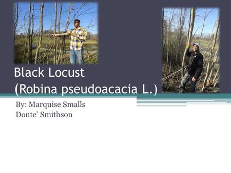 Black Locust ( Robina pseudoacacia L.) By: Marquise Smalls Donte’ Smithson.