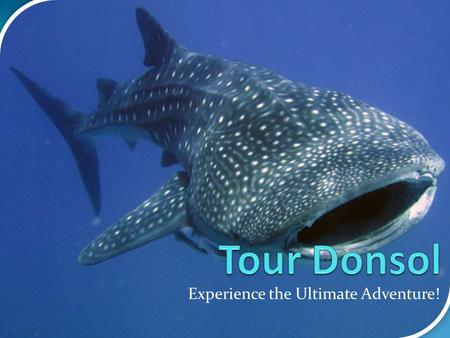 Experience the Ultimate Adventure!. What is Donsol? Until the 'discovery' of whale sharks off the coast here in 1998, Donsol, was an obscure, sleepy fishing.