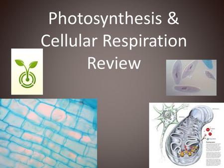 Photosynthesis & Cellular Respiration Review