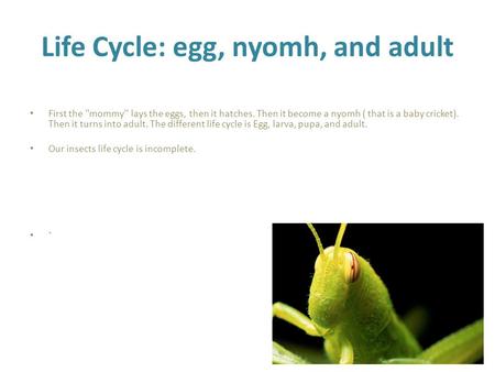 Life Cycle: egg, nyomh, and adult First the ''mommy'' lays the eggs, then it hatches. Then it become a nyomh ( that is a baby cricket). Then it turns into.