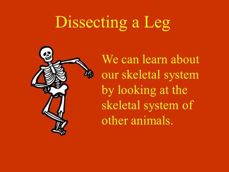 Dissecting a Leg We can learn about our skeletal system by looking at the skeletal system of other animals.