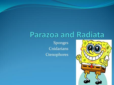 Sponges Cnidarians Ctenophores