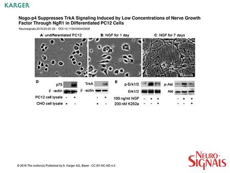Nogo-p4 Suppresses TrkA Signaling Induced by Low Concentrations of Nerve Growth Factor Through NgR1 in Differentiated PC12 Cells Neurosignals 2016;24:25-39.