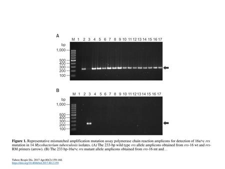 Figure 1. Representative mismatched amplification mutation assay polymerase chain reaction amplicons for detection of 16u>c rrs mutation in 14 Mycobacterium.