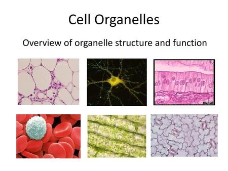 Overview of organelle structure and function