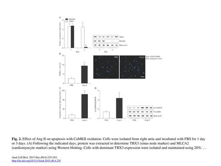 Fig. 2. Effect of Ang II on apoptosis with CaMKII oxidation