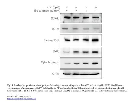 Fig. 5. Levels of apoptosis-associated proteins following treatment with parthenolide (PT) and balsalazide. HCT116 cell lysates were prepared after treatment.
