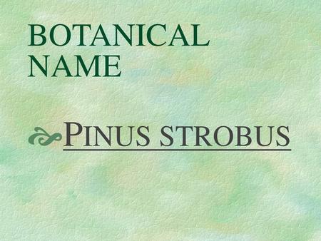 BOTANICAL NAME PINUS STROBUS.