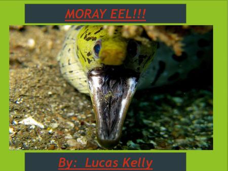 MORAY EEL!!! By: Lucas Kelly