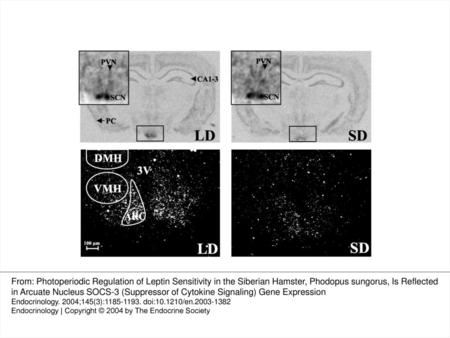 Fig. 1 Upper panel, Autoradiographs of LD or SD female Siberian hamster brain sections (20-μm coronal sections; 8 wk postweaning) after in situ hybridization.