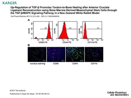 Up-Regulation of TGF-β Promotes Tendon-to-Bone Healing after Anterior Cruciate Ligament Reconstruction using Bone Marrow-Derived Mesenchymal Stem Cells.