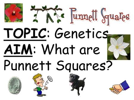 TOPIC: Genetics AIM: What are Punnett Squares?