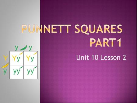Punnett Squares Part1 Unit 10 Lesson 2.