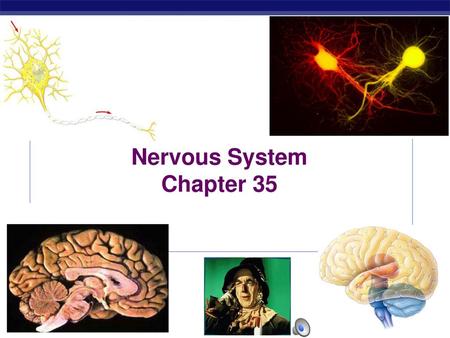 Nervous System Chapter 35