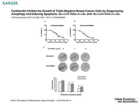 Cantharidin Inhibits the Growth of Triple-Negative Breast Cancer Cells by Suppressing Autophagy and Inducing Apoptosis in Vitro and in.