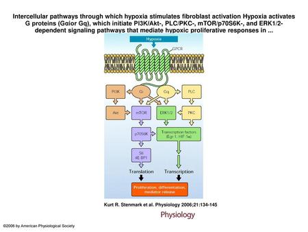Intercellular pathways through which hypoxia stimulates fibroblast activation Hypoxia activates G proteins (Gαior Gq), which initiate PI3K/Akt-, PLC/PKC-,