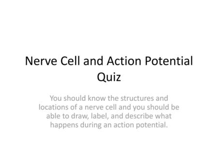 Nerve Cell and Action Potential Quiz