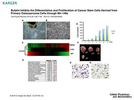 Bufalin Inhibits the Differentiation and Proliferation of Cancer Stem Cells Derived from Primary Osteosarcoma Cells through Mir-148a Cell Physiol Biochem.