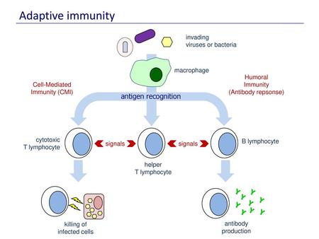 Adaptive immunity antigen recognition Y Y Y Y Y Y Y Y Y invading