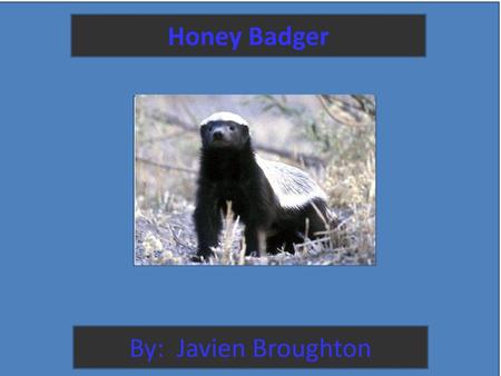 Honey Badger By: Javien Broughton