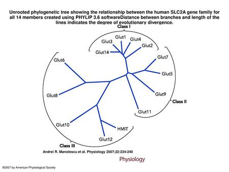 Unrooted phylogenetic tree showing the relationship between the human SLC2A gene family for all 14 members created using PHYLIP 3.6 softwareDistance between.