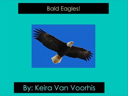 By: Keira Van Voorhis Bald Eagles!