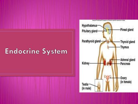 Endocrine System.