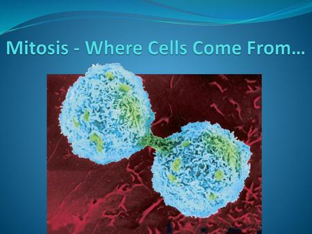Mitosis - Where Cells Come From…