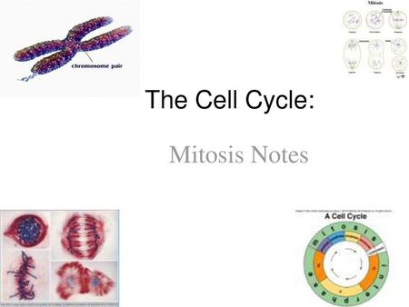 The Cell Cycle: Mitosis Notes.