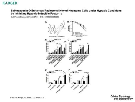 Saikosaponin-D Enhances Radiosensitivity of Hepatoma Cells under Hypoxic Conditions by Inhibiting Hypoxia-Inducible Factor-1α Cell Physiol Biochem 2014;33:37-51.