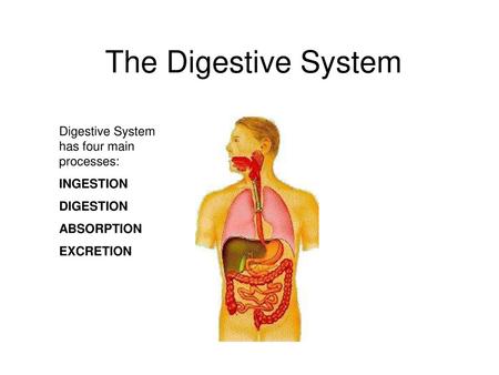 The Digestive System Digestive System has four main processes: