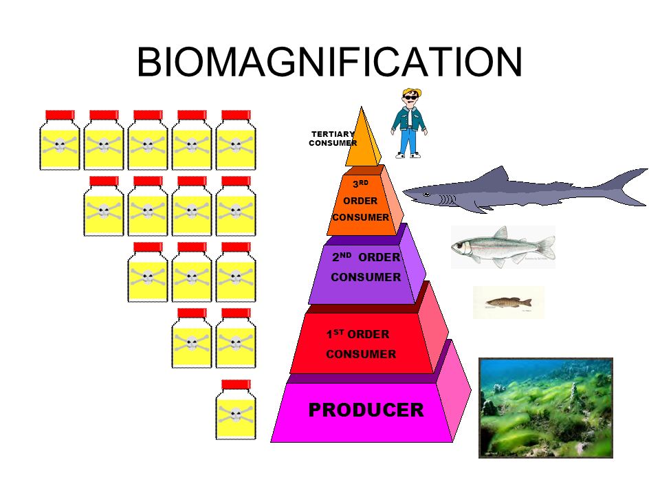 biomagnificaton magnification increase ppt video online download biomagnification