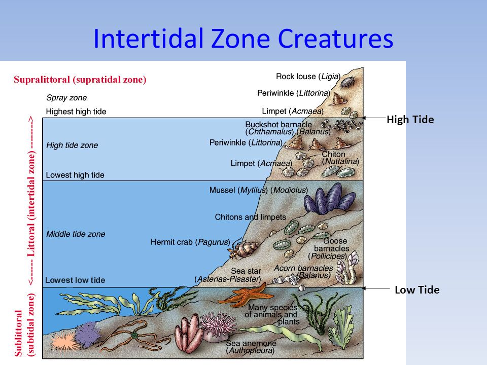 Resultado de imagen de intertidal zone