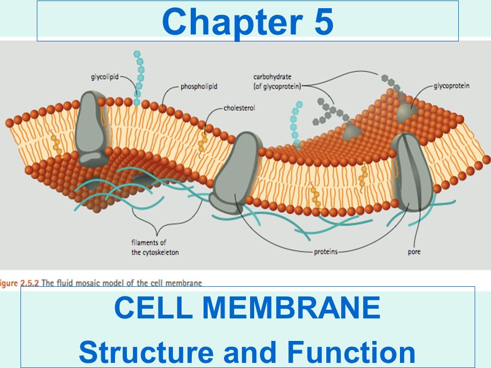 download bioelectrochemistry iii charge separation across biomembranes 1990